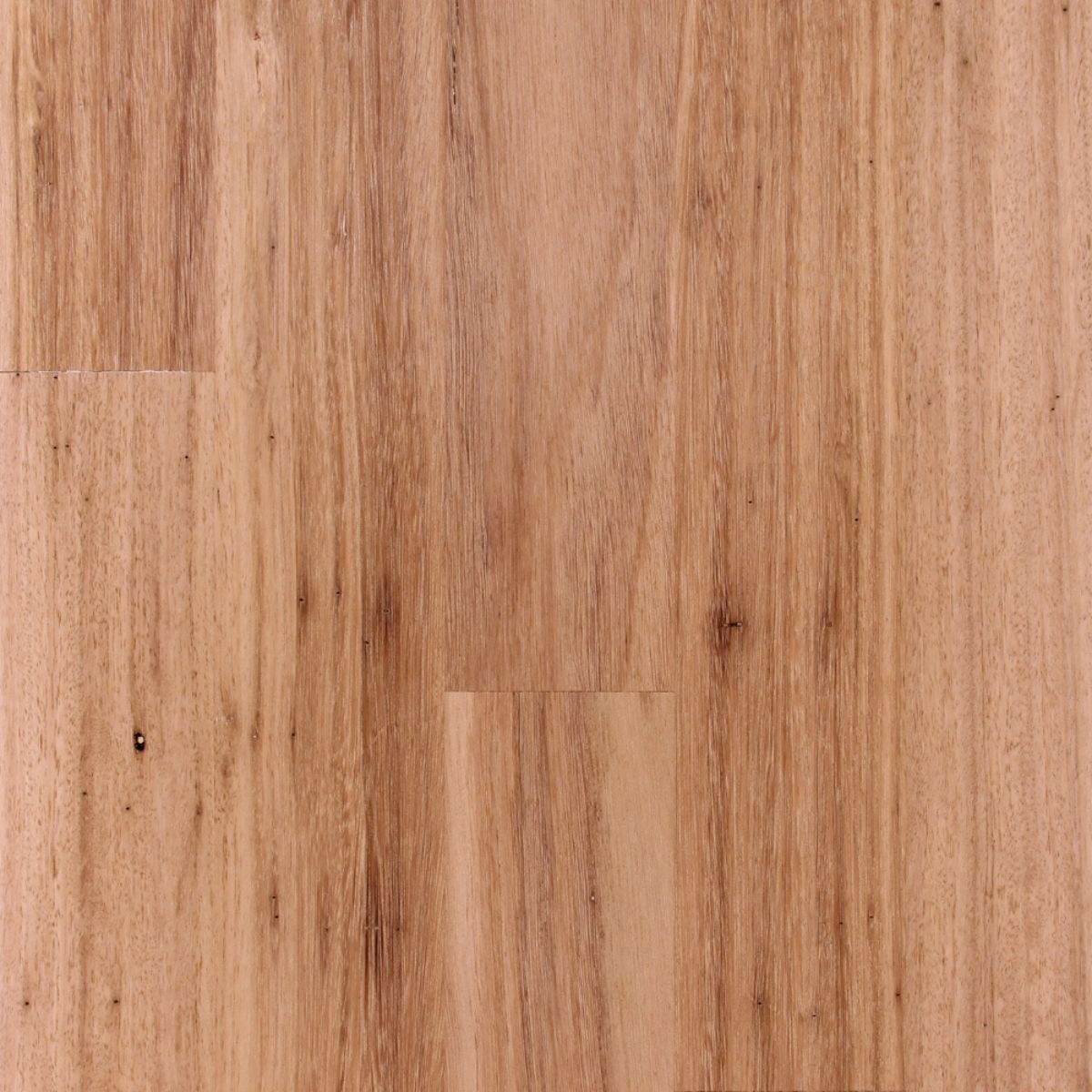 Australian Blackbutt